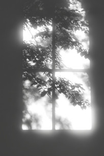 ͸֦Ҷν֯ľ׻
