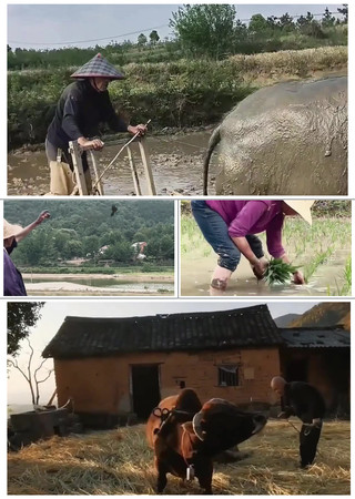 ũũ뵾