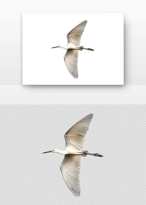 չĴ