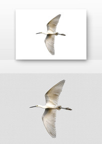 չĴ