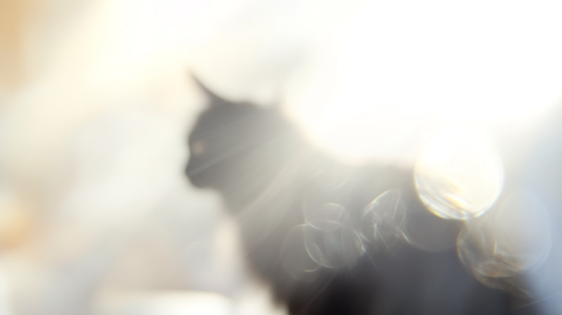 光影下的猫咪轮廓 光影下的猫咪轮廓