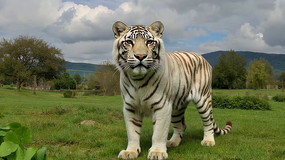 ݵϵİ׻д