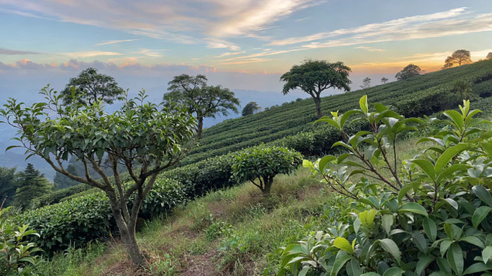 茶山自然风光全景 茶山自然风光全景