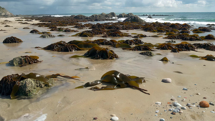 海滩海藻与礁石景观 海滩海藻与礁石景观