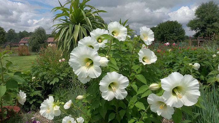 花园白色花卉绿植景观 花园白色花卉绿植景观