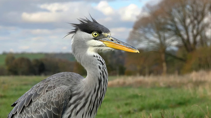 灰鹭特写 灰鹭特写
