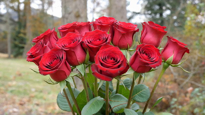 户外红玫瑰特写 户外红玫瑰特写