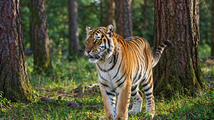 森林中的老虎 森林中的老虎