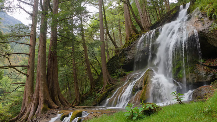 ɭ���е��ٲ���Ȼ����