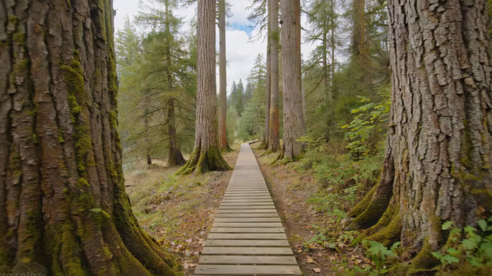 ɭ����ľ�ʲ����羰