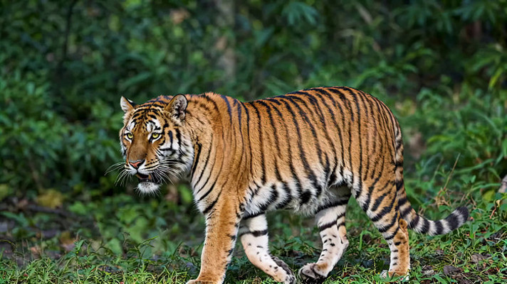 森林中行走的老虎 森林中行走的老虎