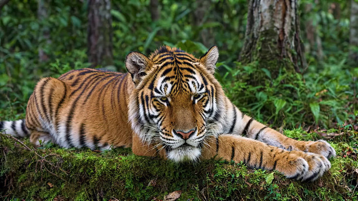 森林中休憩的老虎 森林中休憩的老虎