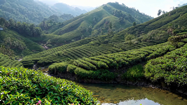 山间茶园自然风光 山间茶园自然风光