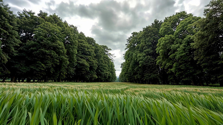 ��Ұ������Ȼ���ȫ��