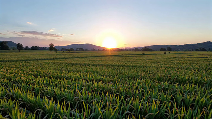 田野夕阳下的农田风光 田野夕阳下的农田风光