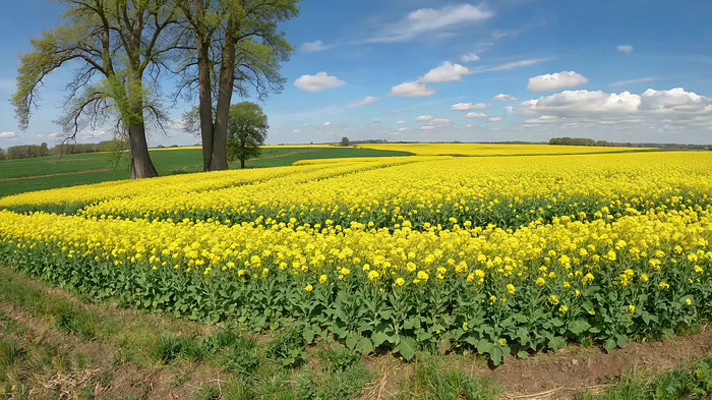 田野油菜花自然风光 田野油菜花自然风光