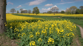 ��Ұ�Ͳ˻���Ȼ���