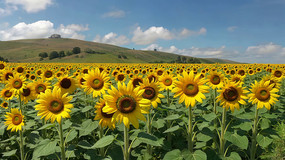 տȫ