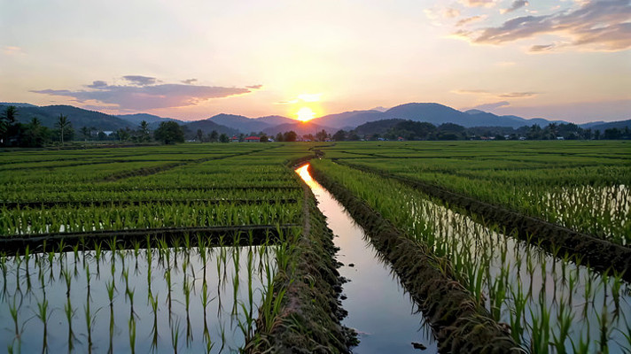 夕阳下的稻田与远山风景 夕阳下的稻田与远山风景