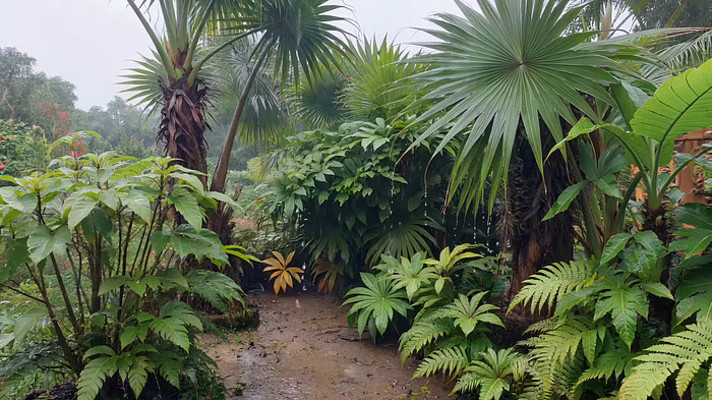 雨中热带植物景观 雨中热带植物景观