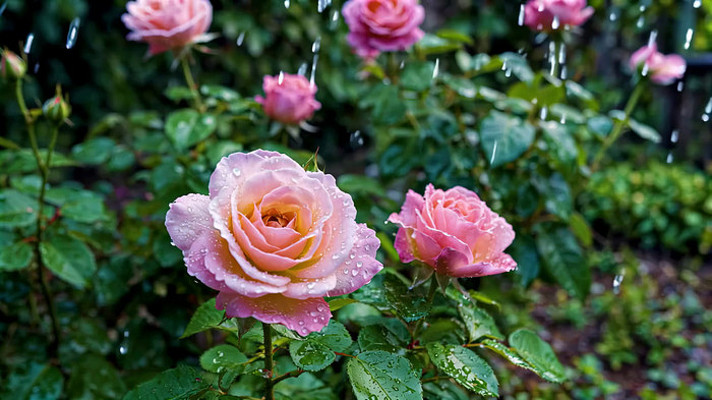 雨中绽放的粉色玫瑰花 雨中绽放的粉色玫瑰花