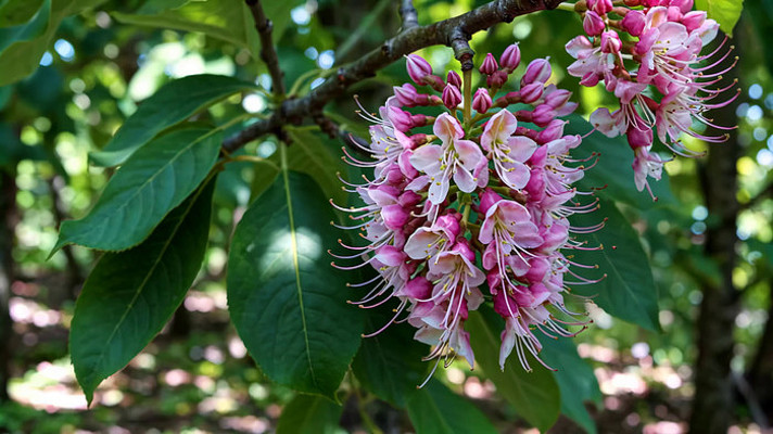枝头绽放的粉色花朵 枝头绽放的粉色花朵