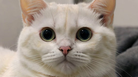 ɫèд