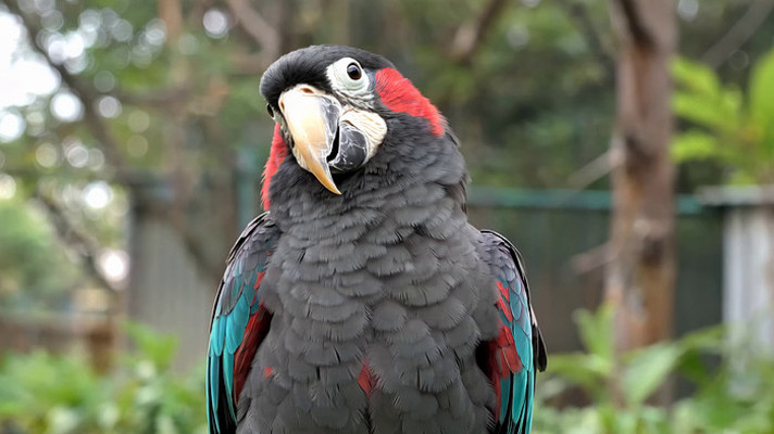 彩色鹦鹉特写 彩色鹦鹉特写