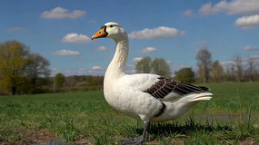 ݵذ׶ͷ̬