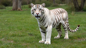 ݵϵİ׻дز