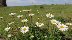 ݵϵİɫ