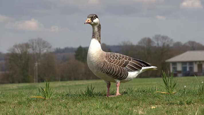 草地上站立的鹅 草地上站立的鹅