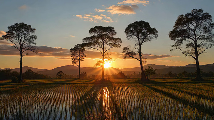 稻田日落自然风光 稻田日落自然风光