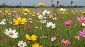 ʻʢҰ