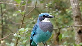 Ϣּ