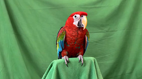 ĻǰĽд