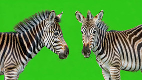 Ļǰֻ