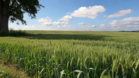 麦田风光全景