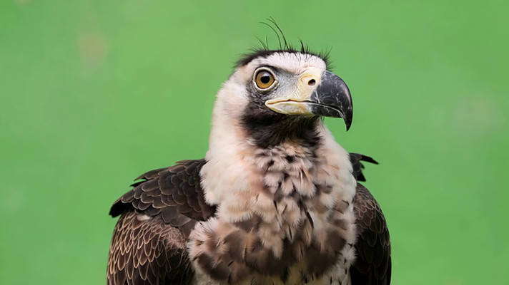 猛禽老鹰特写 猛禽老鹰特写