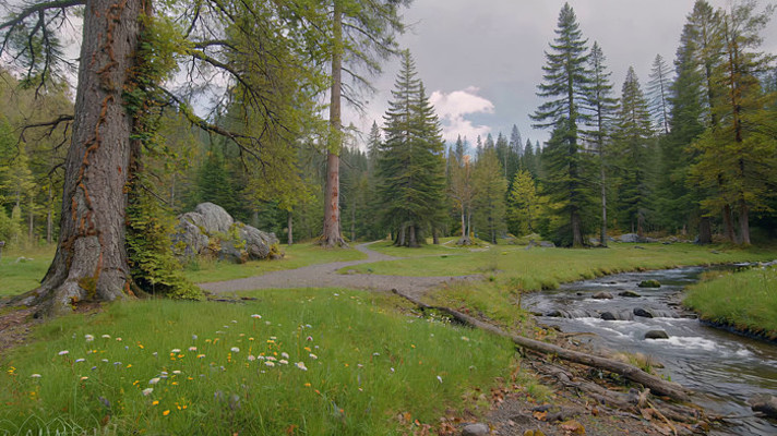森林中溪流旁的自然风景 森林中溪流旁的自然风景