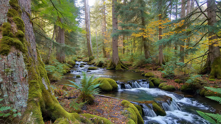 ɭ��������Ϫ����Ȼ����