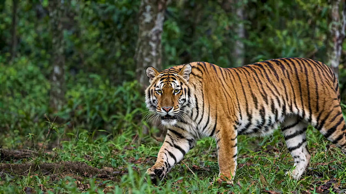 森林中行走的老虎 森林中行走的老虎