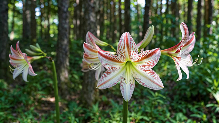 森林中绽放的红白相间花朵 森林中绽放的红白相间花朵