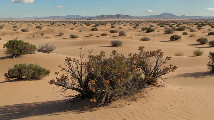 ɳĮ��Ұ��Ȼ���