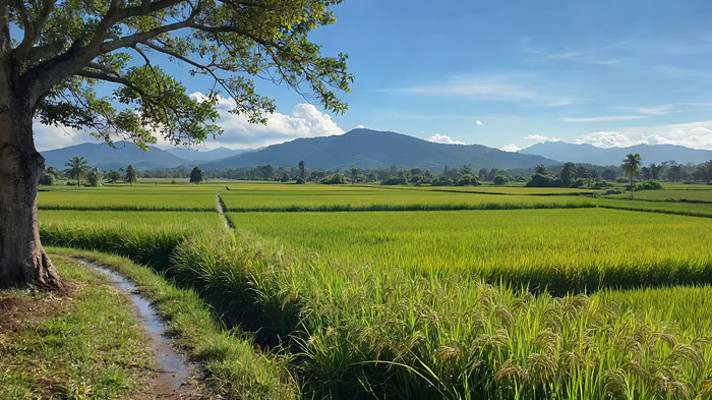 田野稻田自然风光 田野稻田自然风光