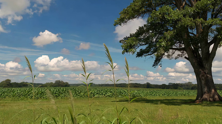 田野大树自然风光素材 田野大树自然风光素材