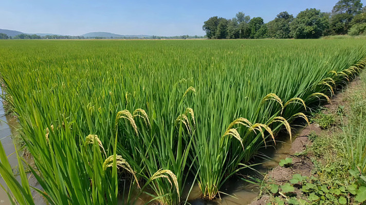 田野间的水稻农田景象 田野间的水稻农田景象