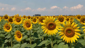 տȫ