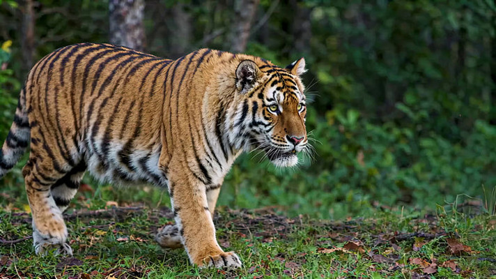 野外行走的老虎 野外行走的老虎
