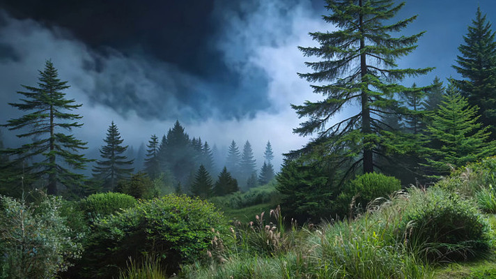 云雾缭绕的森林自然风光 云雾缭绕的森林自然风光